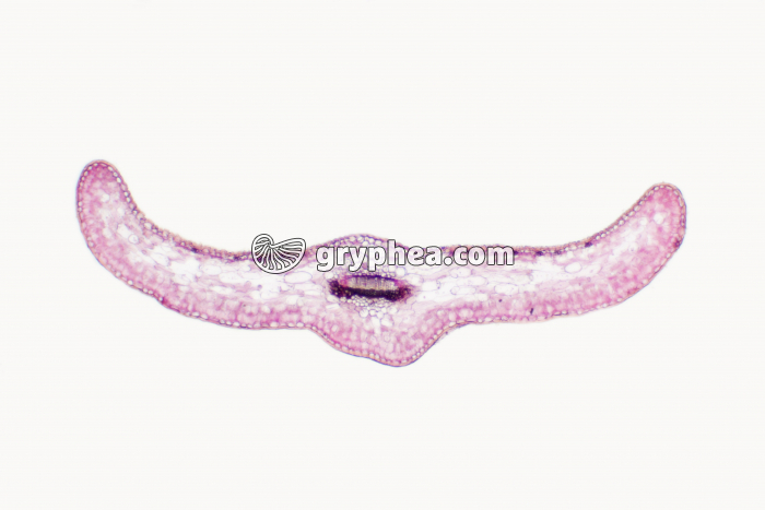 Feuille de Sapin CT x10 - gryphea.org